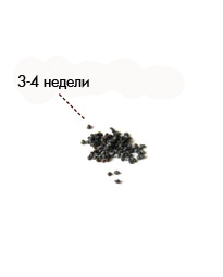 3-4 недели семечки.jpg